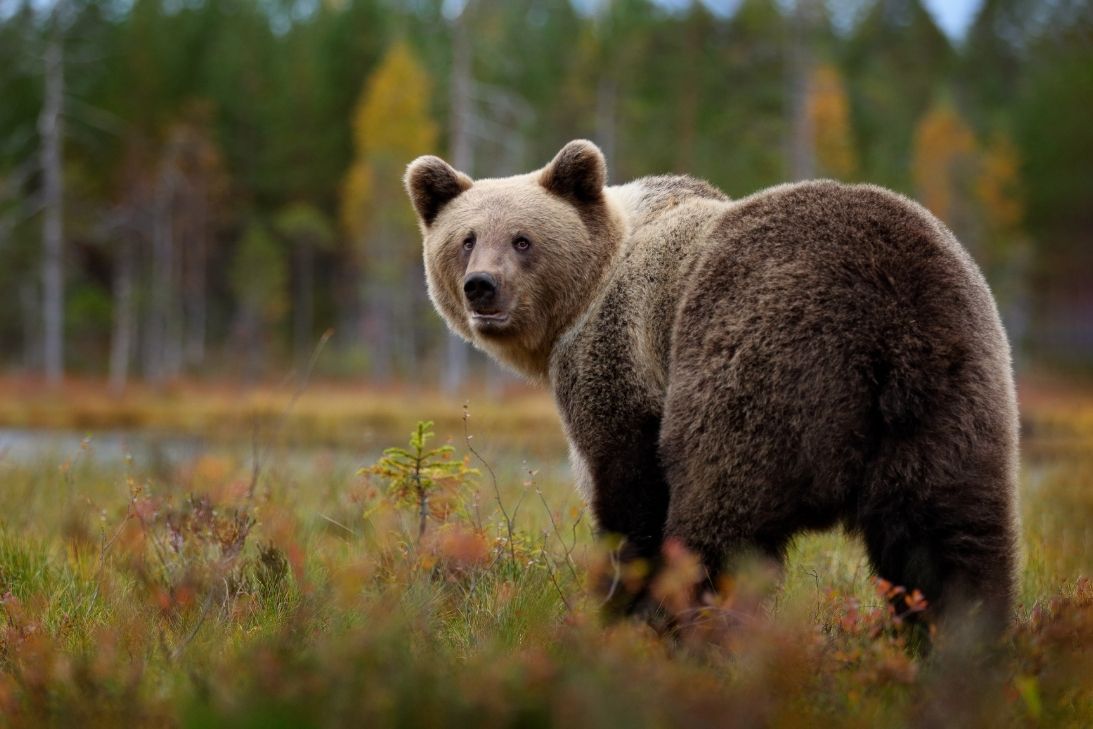 3 Safety Tips for Unexpected Wildlife Encounters