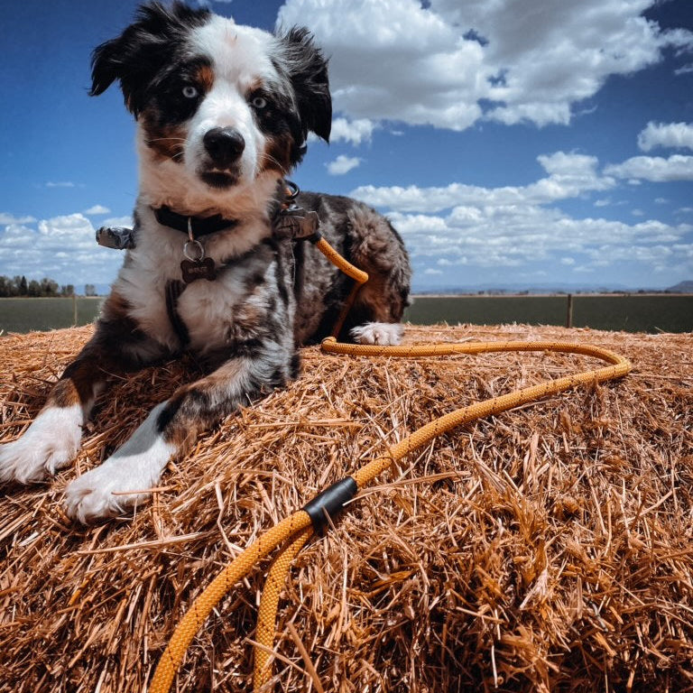 Best Buddy Upcycled Dog Leash - Mystery Color