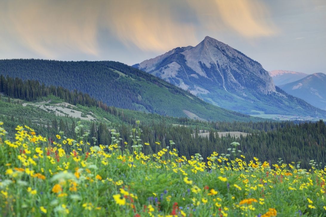 A Colorful Guide to Colorado's Wildflower Season